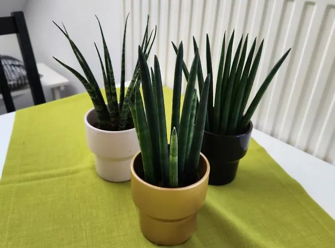 Apartment Rajska Ptica